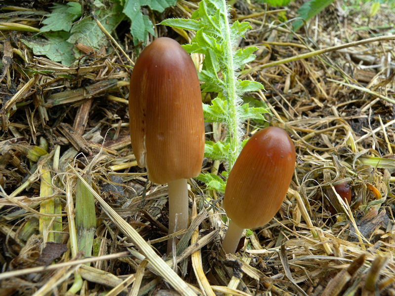 Due Coprinus